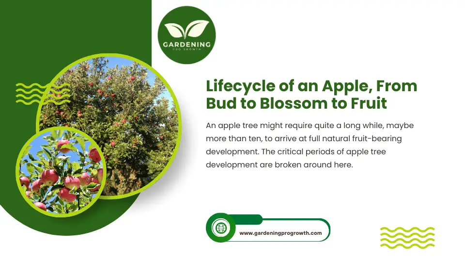 Lifecycle of an Apple, From Bud to Blossom to Fruit