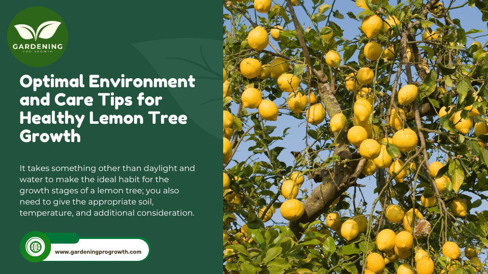 Environment and Care Tips for Lemon Tree Growth