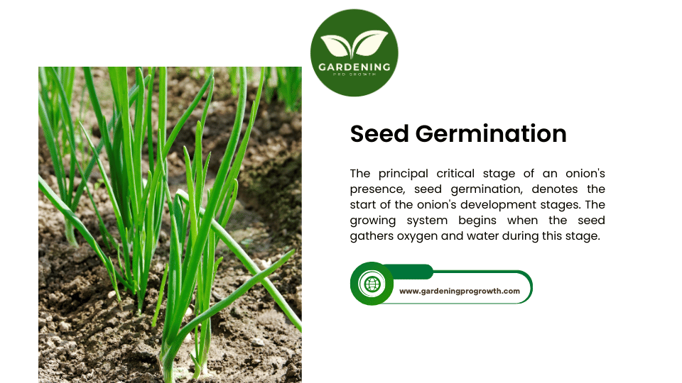 Seed Germination