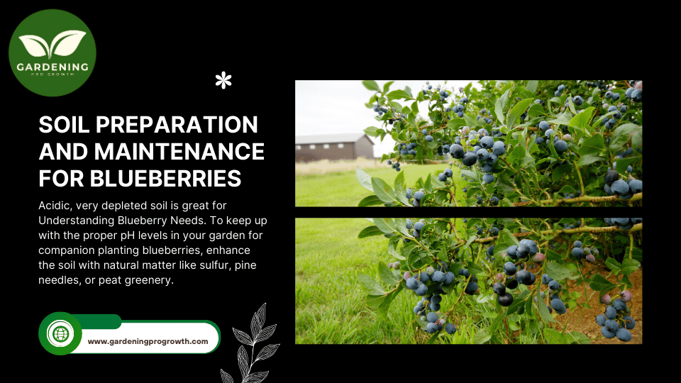 Blueberry Companion Plants the Best and Worst Soil Preparation and Maintenance for Blueberries