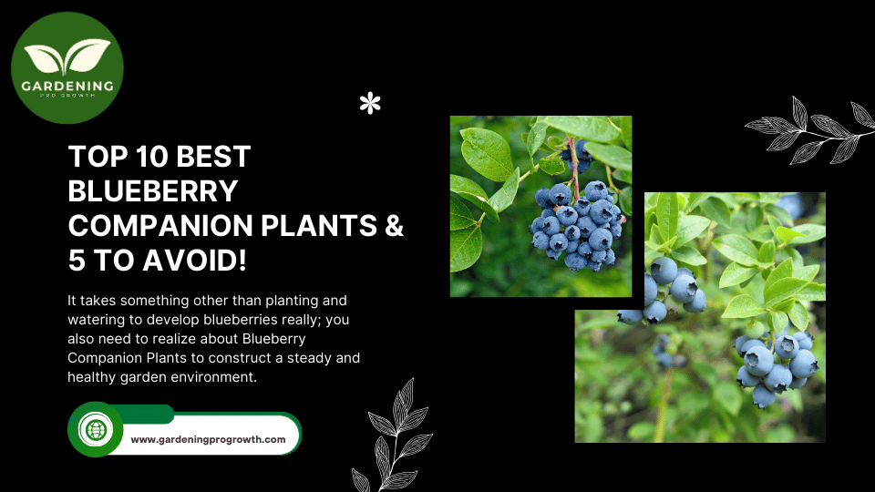 Best Blueberry Companion Plants