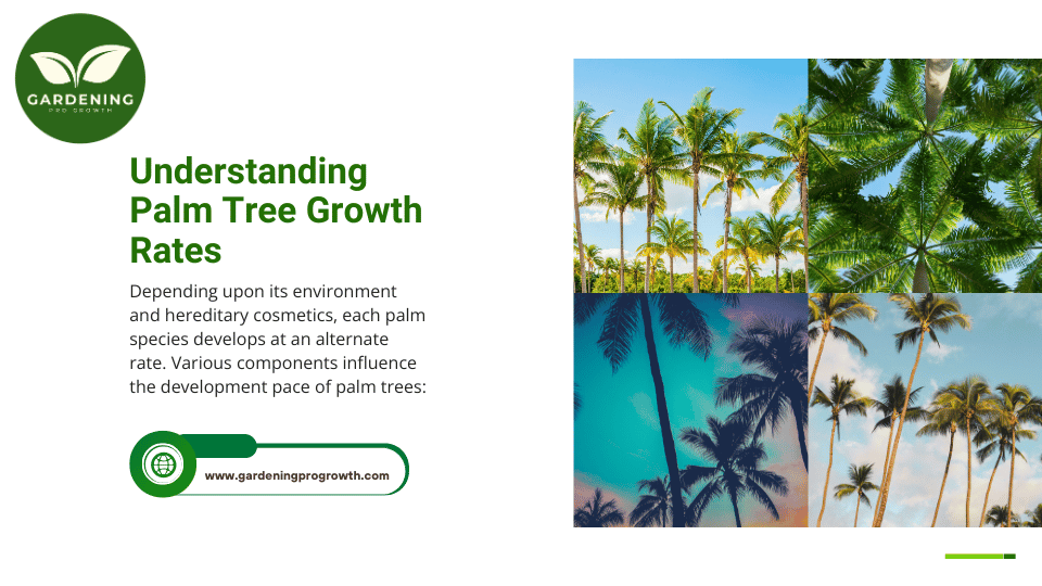 Understanding Palm Tree Growth Rates