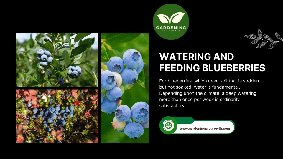 Watering and Feeding Blueberries