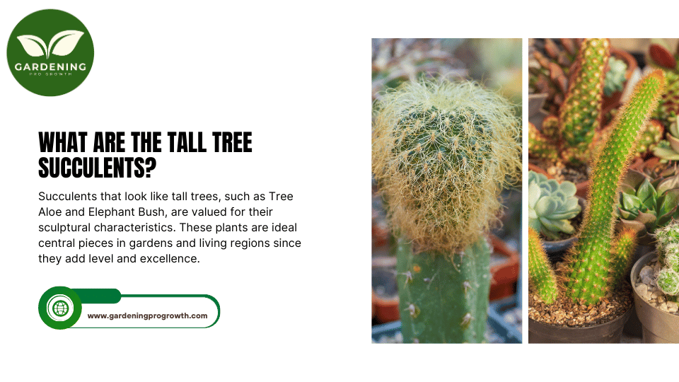 What Are the Tall Tree Succulents
