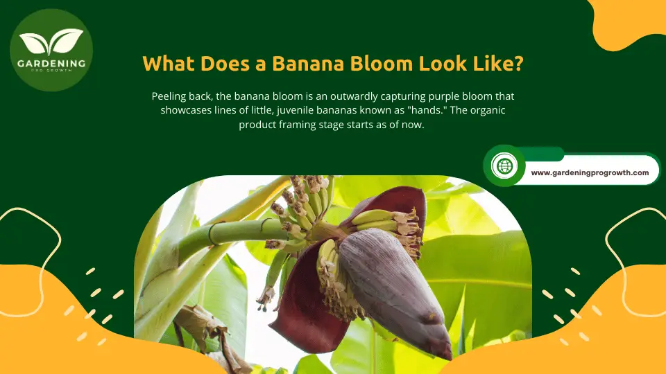 What Does a Banana Bloom Look Like