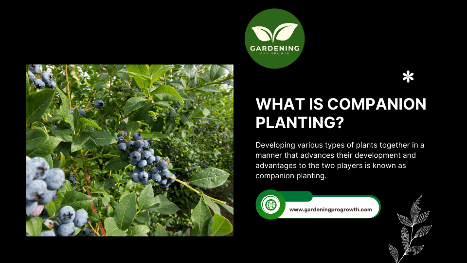 What Is Companion Planting Blueberry Companion Plants the Best and Worst