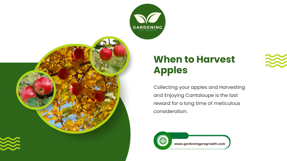 When to Harvest Apples