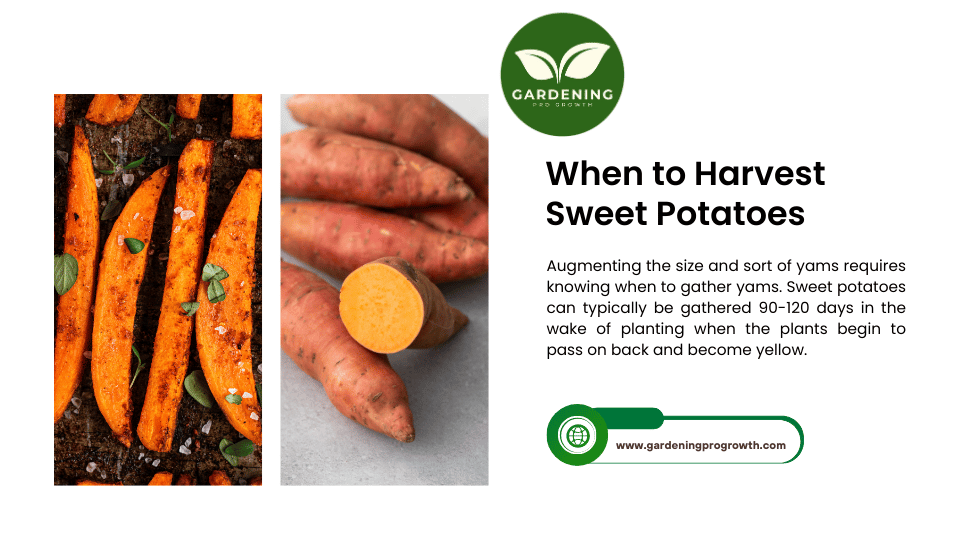 When to Harvest Sweet Potatoes