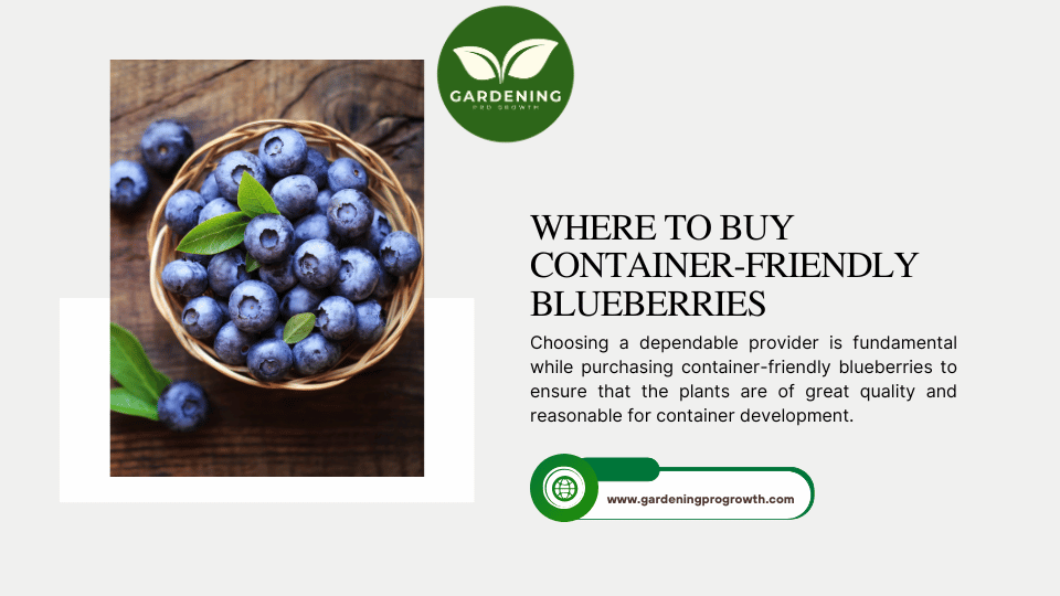 Where to Buy Container-Friendly Blueberries