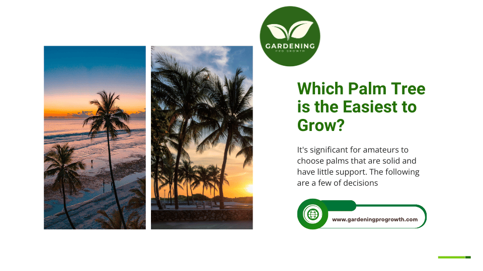 Which Palm Tree is the Easiest to Grow