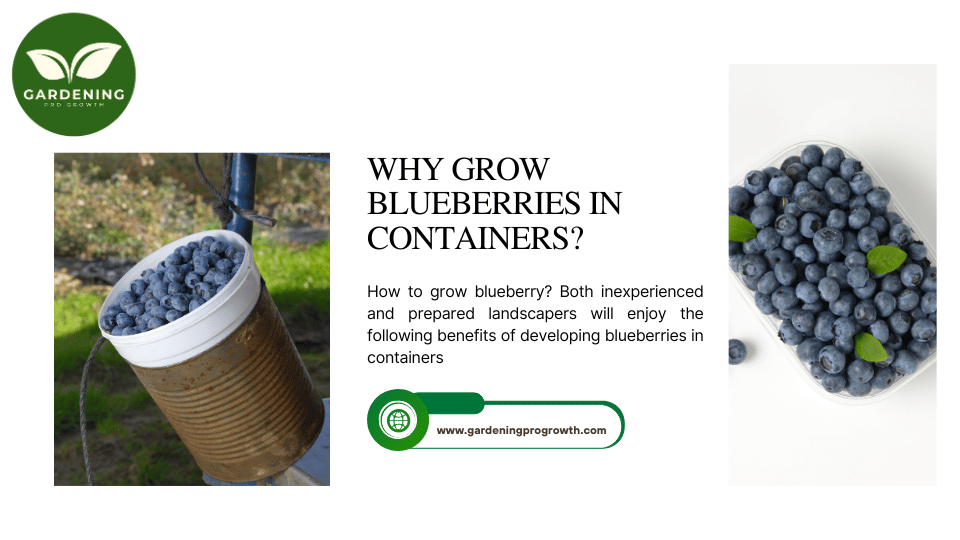 Why Grow Blueberries in Containers