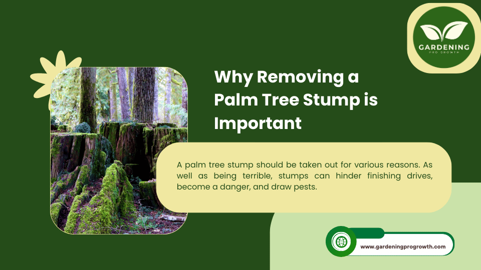 Why Removing a Palm Tree Stump is Important